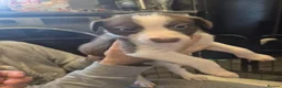 Mixed Breed dogs for sale: Mix breed lurcher and border collie - Advert 4