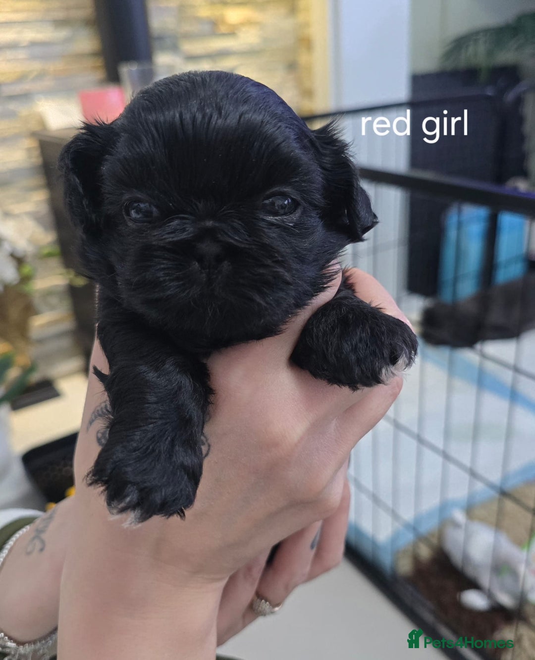 Shih Tzu dogs for sale: Beautiful Shih Tzu Puppies Ready to Leave 19.12.25 - Advert 4