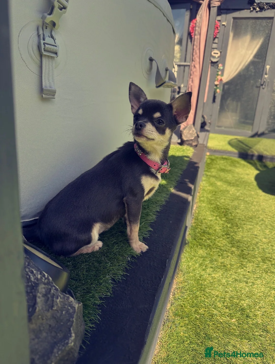 Chihuahua dogs for sale: Lovely chihuahua puppies❤️ in London - Advert 11