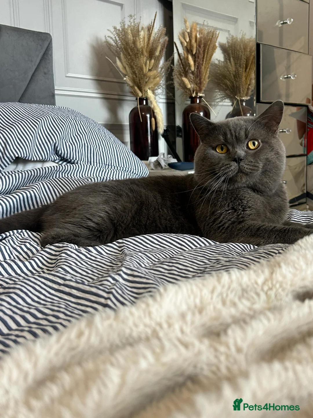 British Shorthair cats for stud: Manchester STUD - King Leon  in Salford - Advert 3