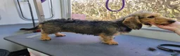 Dachshund dogs for sale: 2 mature Standard Wirehaired girls in Langport - Advert 2