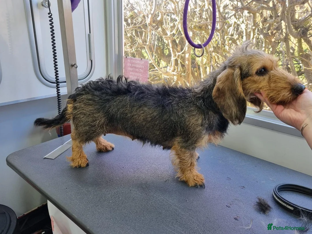 Dachshund dogs for sale: 2 mature Standard Wirehaired girls in Langport - Advert 2
