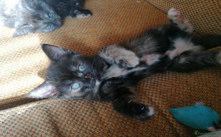 Domestic Shorthair cats - Advert 15
