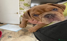 Olde English Bulldogge dogs for sale: 2 male gorgeous Ild English Bulldogs - Image 6