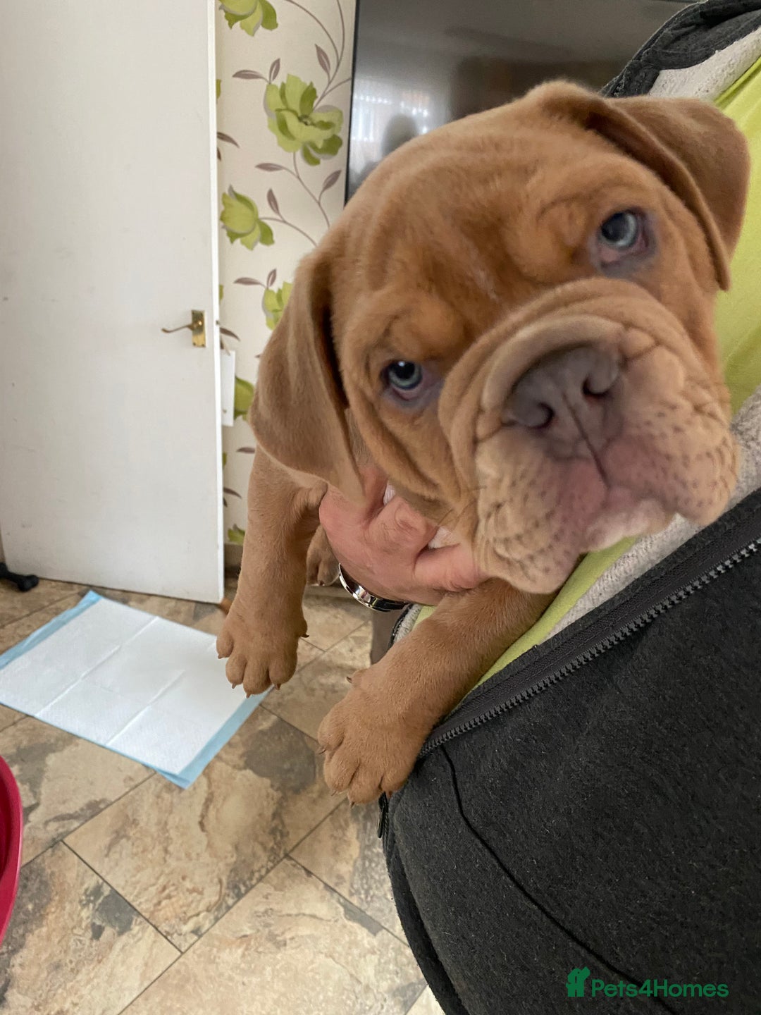 Olde English Bulldogge dogs for sale: 2 male gorgeous Ild English Bulldogs - Image 6