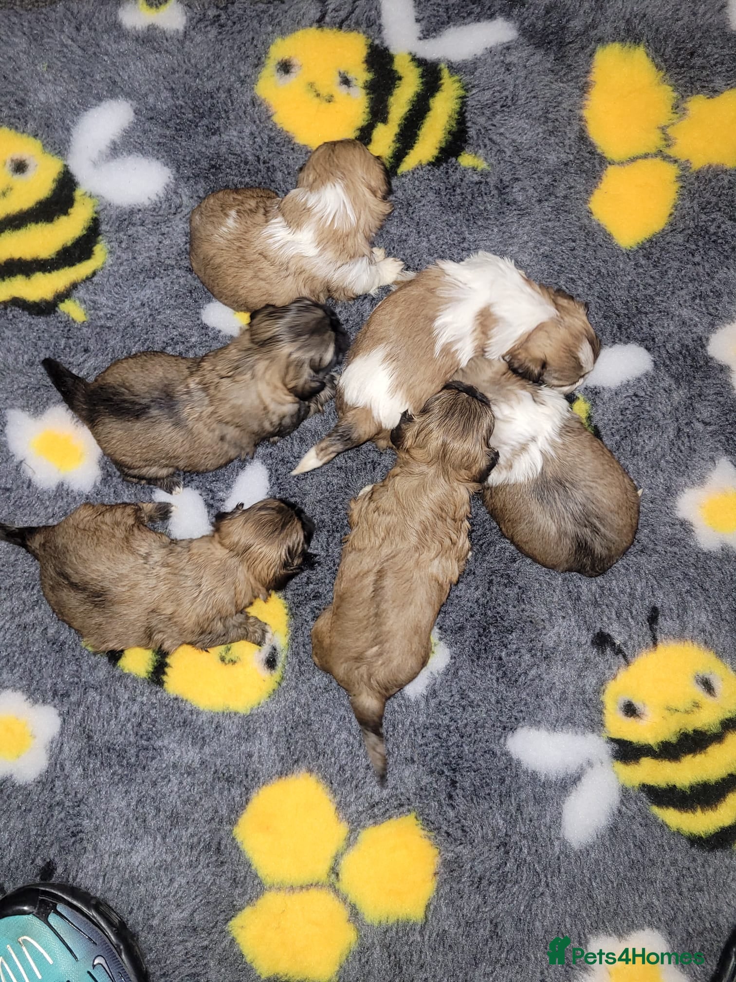Shih Tzu dogs Look 👀 stunning shitzu puppies for sale - Advert 1