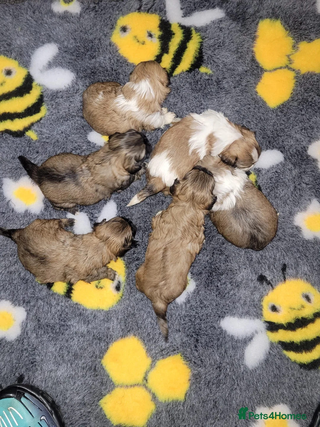 Shih Tzu dogs for sale: Look 👀 stunning shitzu puppies for sale - Advert 1