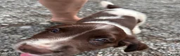 English Springer Spaniel dogs for sale: Working English Springer Spaniel Puppies - Advert 11