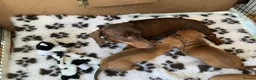 Miniature Dachshund dogs for sale: KC REG Miniature dachshunds. Council licensed in Airdrie - Advert 2