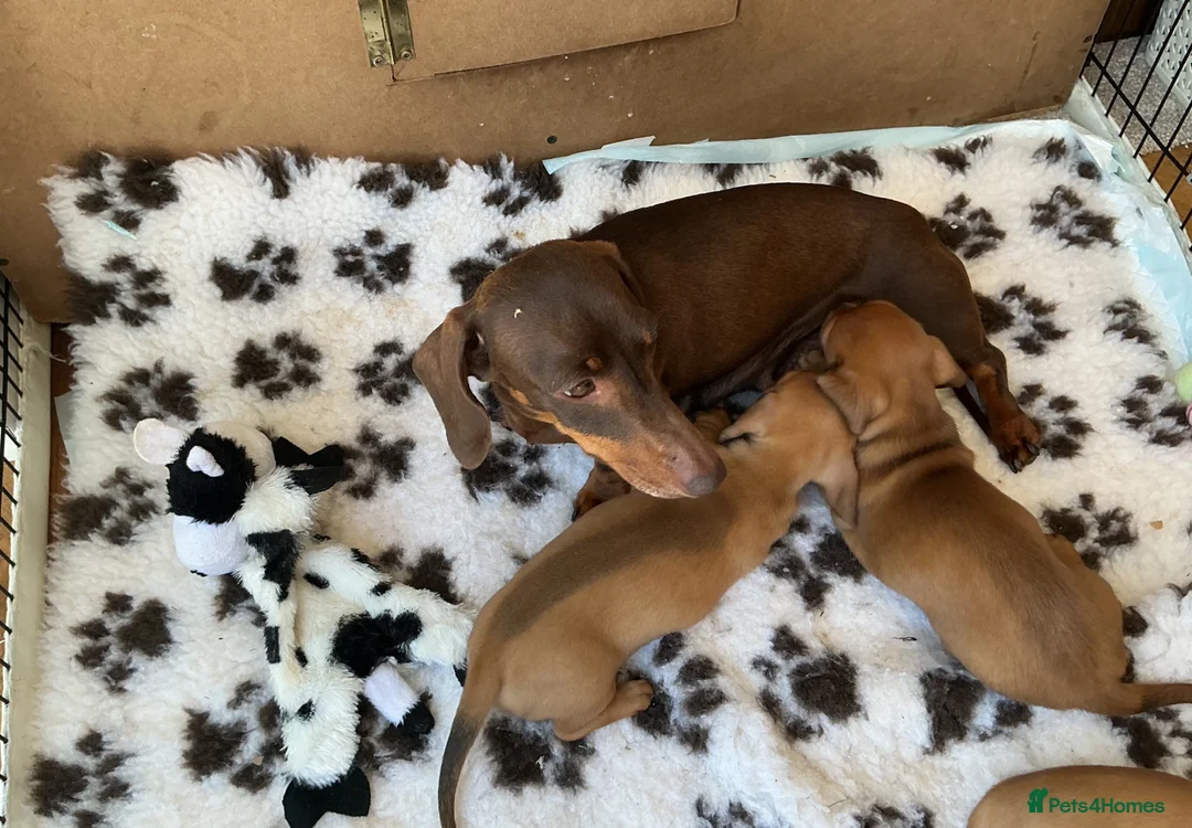Miniature Dachshund dogs for sale: KC REG Miniature dachshunds. Council licensed in Airdrie - Advert 2