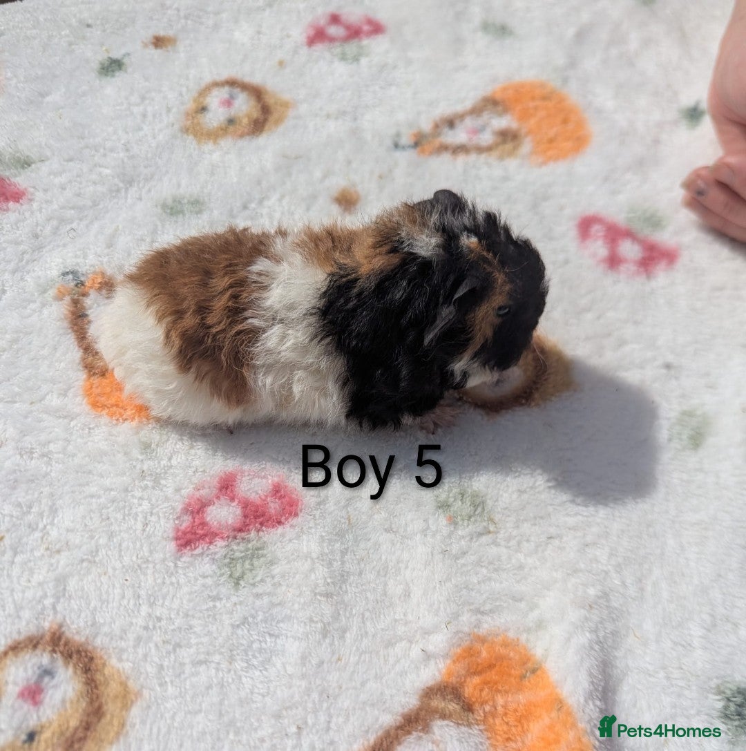 Guinea Pig rodents Longhaired Lunkarya and texel guinea pigs  - Advert 10