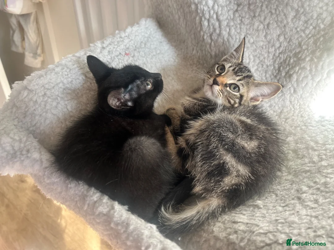 Mixed Breed cats for sale: Kittens for a lovely home in Milton Keynes - Advert 7