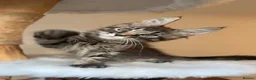 Maine Coon cats for sale: 1 ACTIVE TICA Registered Mainecoon kittens  - Advert 4