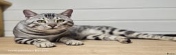 Bengal cats for sale: Stunning Silver Mature Bengal Male  - Advert 6