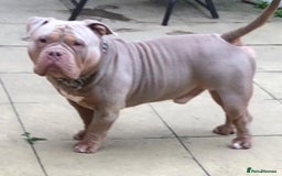 American Bully dogs for sale: Pocket bully puppies ready soon  - Image 17
