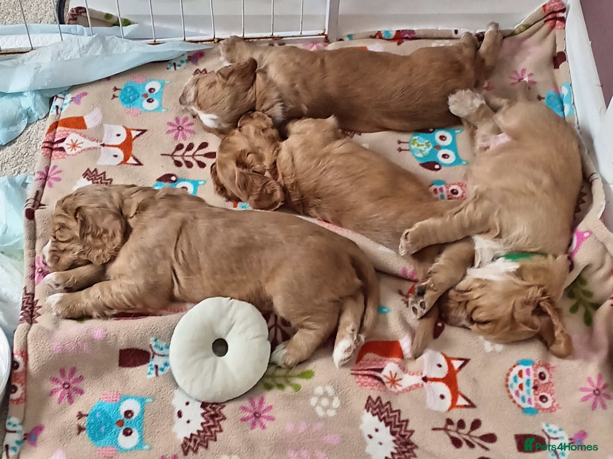 Cocker Spaniel dogs Working Cocker Spaniel Pups for sale - Advert 9