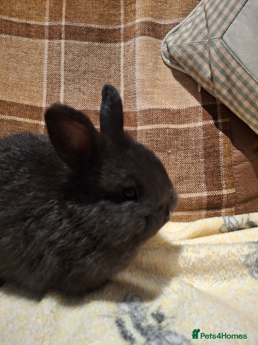 Mixed Breed rabbits for sale: Mini lop x dwarf  - Advert 5