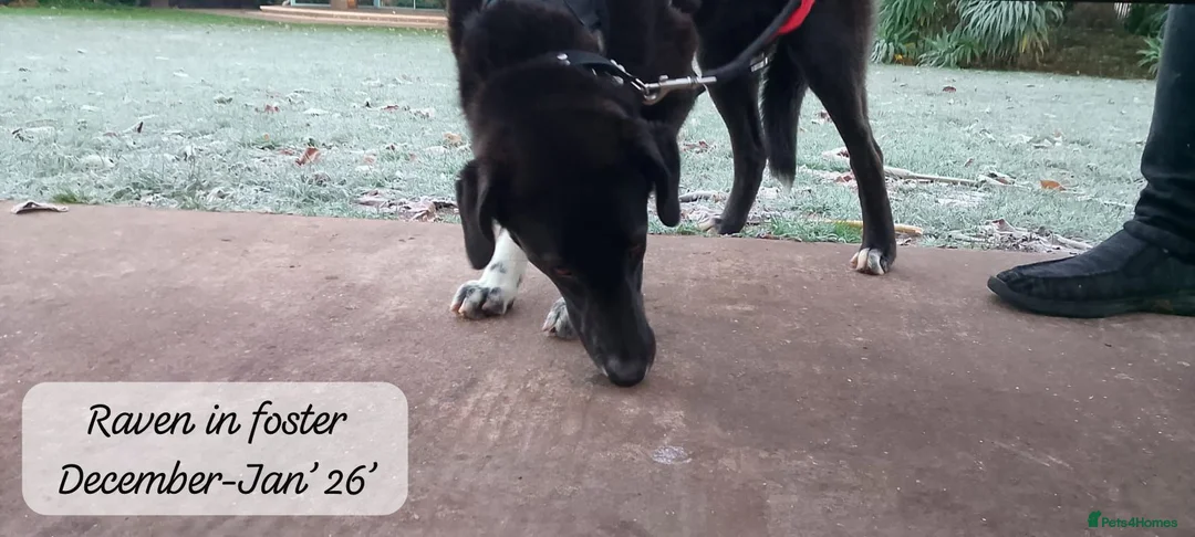 Mixed Breed dogs for adoption: Raven, 1.5 yrs approx. Is ADOPTED - Advert 5