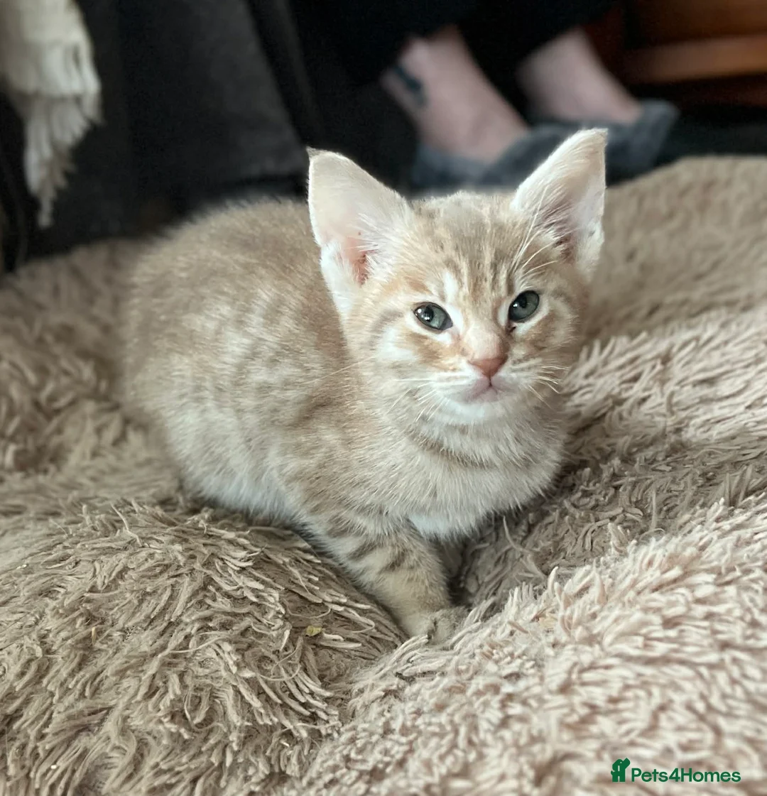 Ocicat cats for sale: GCCF Registered Male Ocicats Kittens - Advert 4