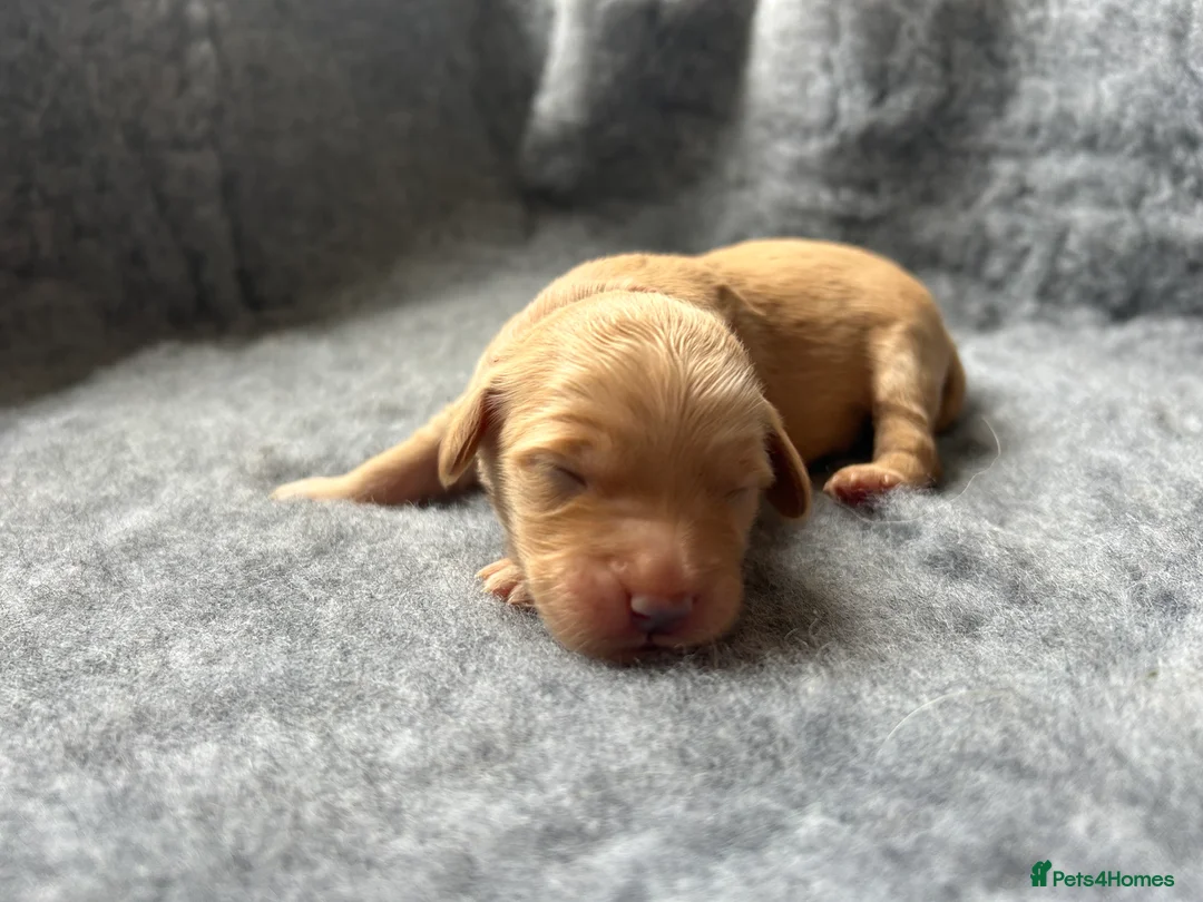 Mini Goldendoodle dogs for sale: F1 Mini Goldendoodle Puppies- Home Raised - Advert 2
