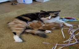 Maine Coon cats for sale: 2 Maine Coon bloodline kittens - Image 1