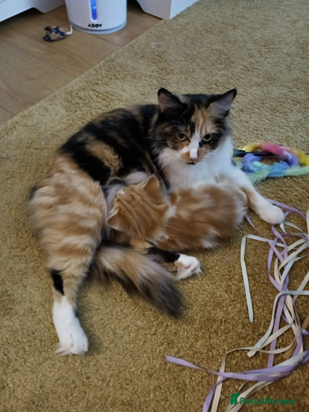 Maine Coon cats for sale: 2 Maine Coon bloodline kittens - Image 1