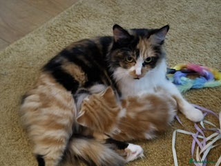 Maine Coon cats - Advert 1