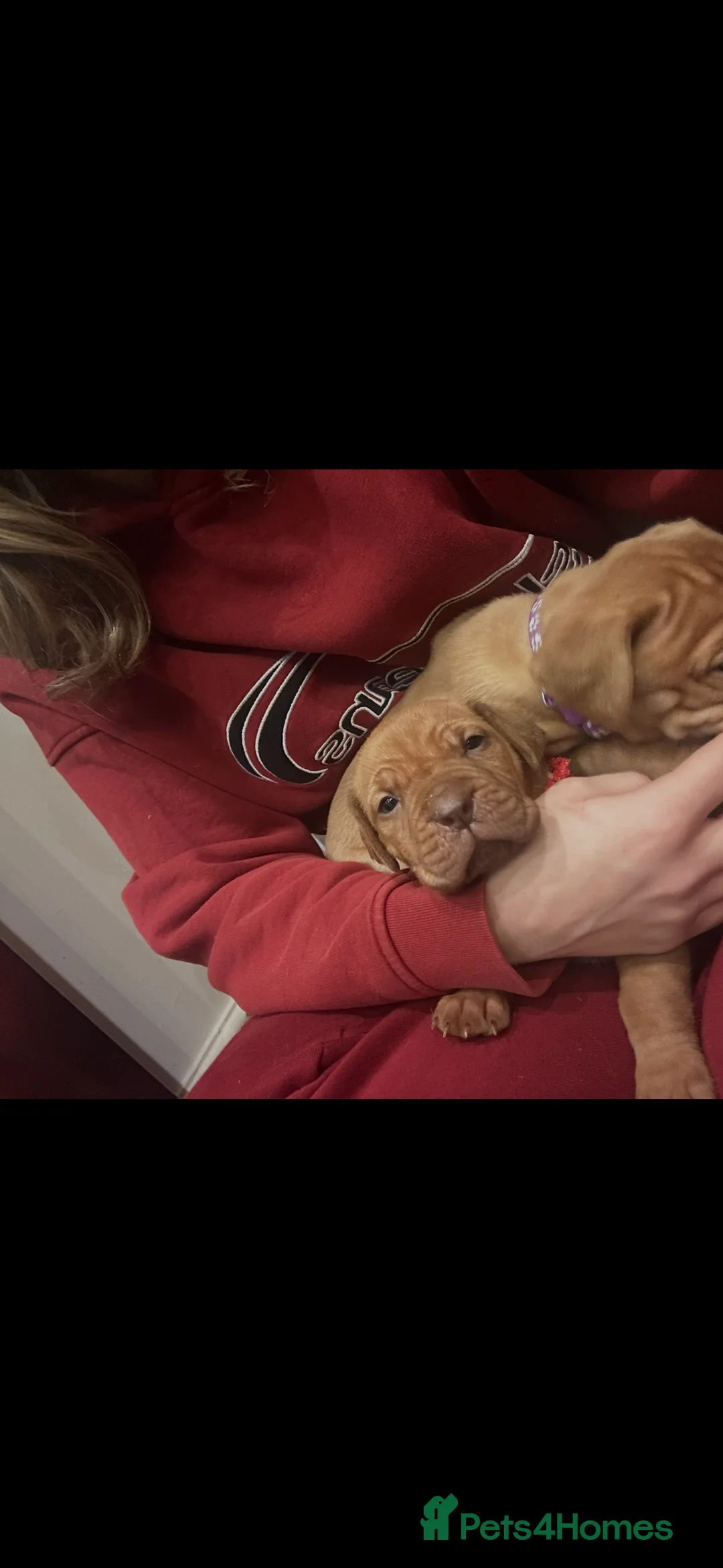 Dogue De Bordeaux dogs for sale: CHAMPION BLOODLINE chunky Dogue de Bordeaux Pup - Advert 27