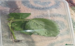 Stick Insects invertebrates for sale: Indian stick insects nymphs, juveniles and mature  - Image 5