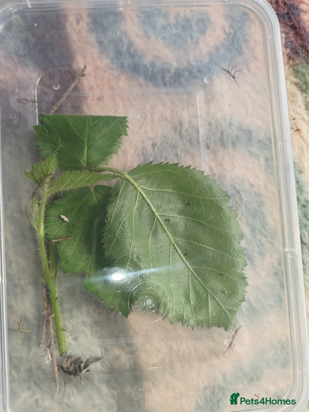 Stick Insects invertebrates for sale: Indian stick insects nymphs, juveniles and mature  - Image 5