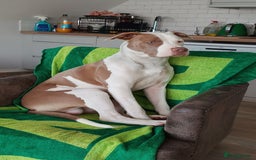 American Bulldog dogs for stud: American Bulldog for Studs  in Horley - Image 5