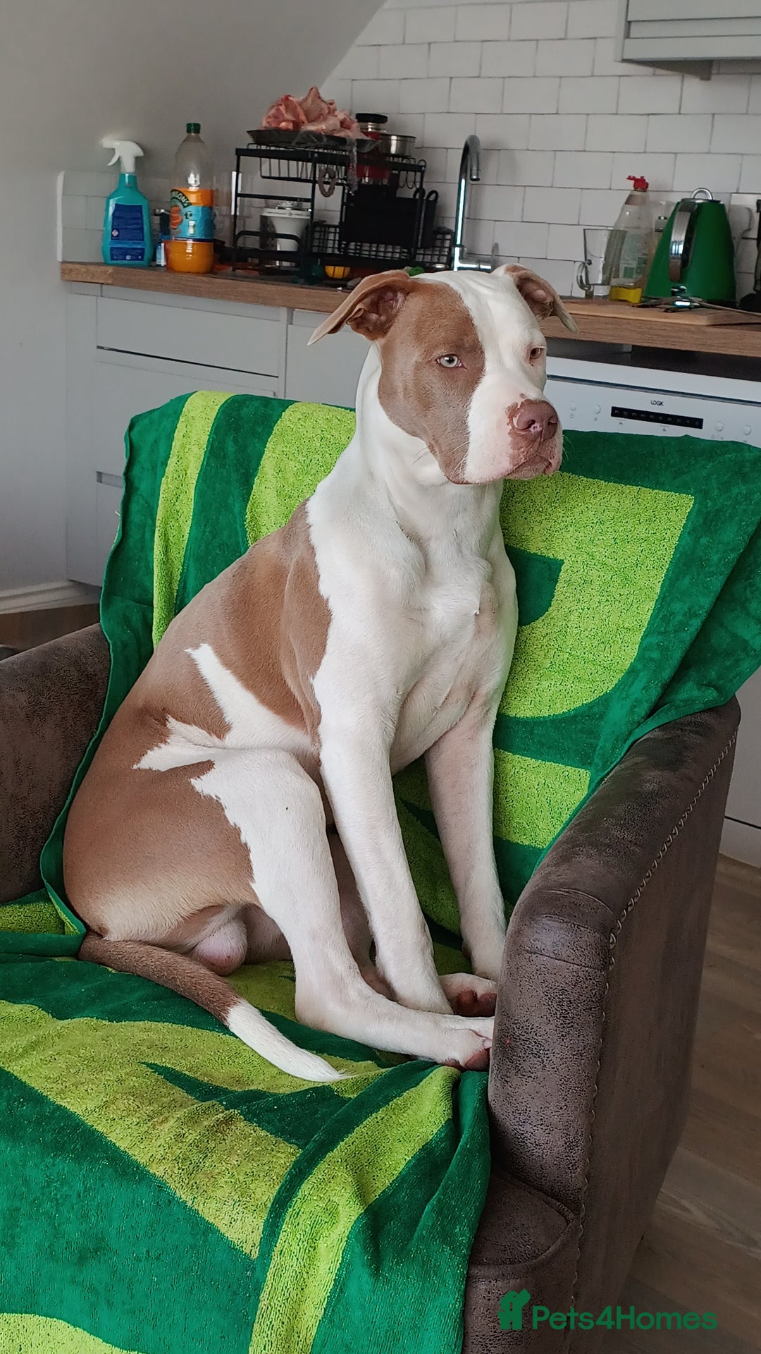 American Bulldog dogs for stud: American Bulldog for Studs  in Horley - Image 5