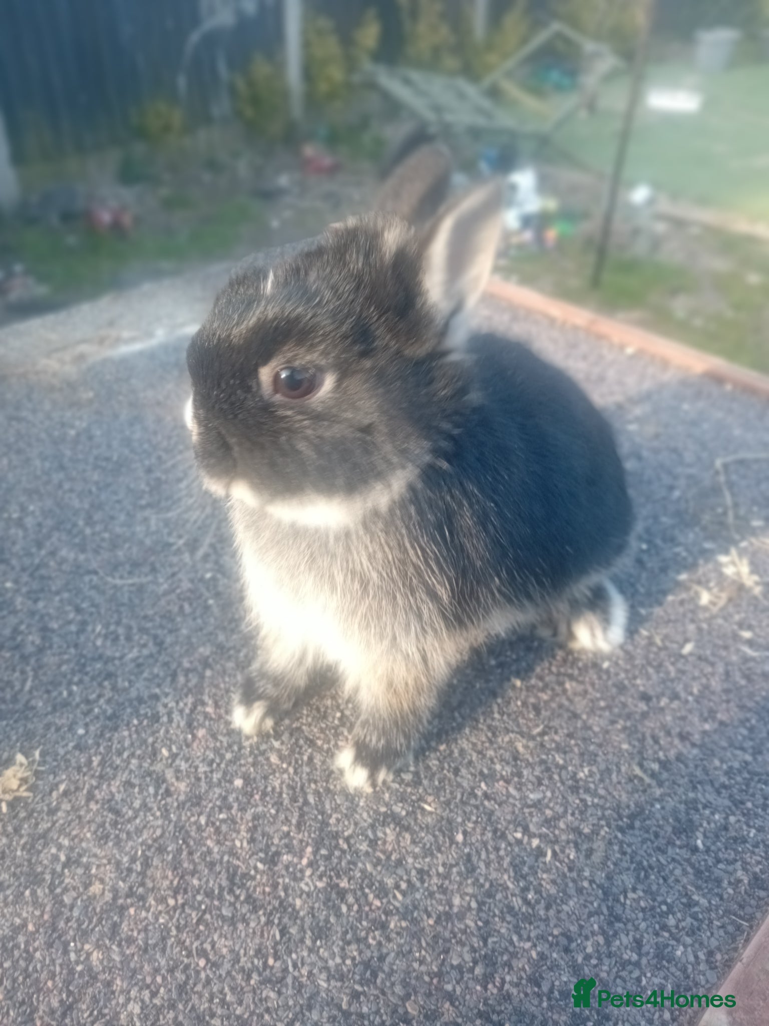Netherland Dwarf rabbits Netherland dwarf babys  - Advert 2