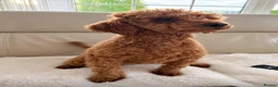 Cavapoo dogs for sale: Cavapoobabiesuk litter has arrived - Advert 12