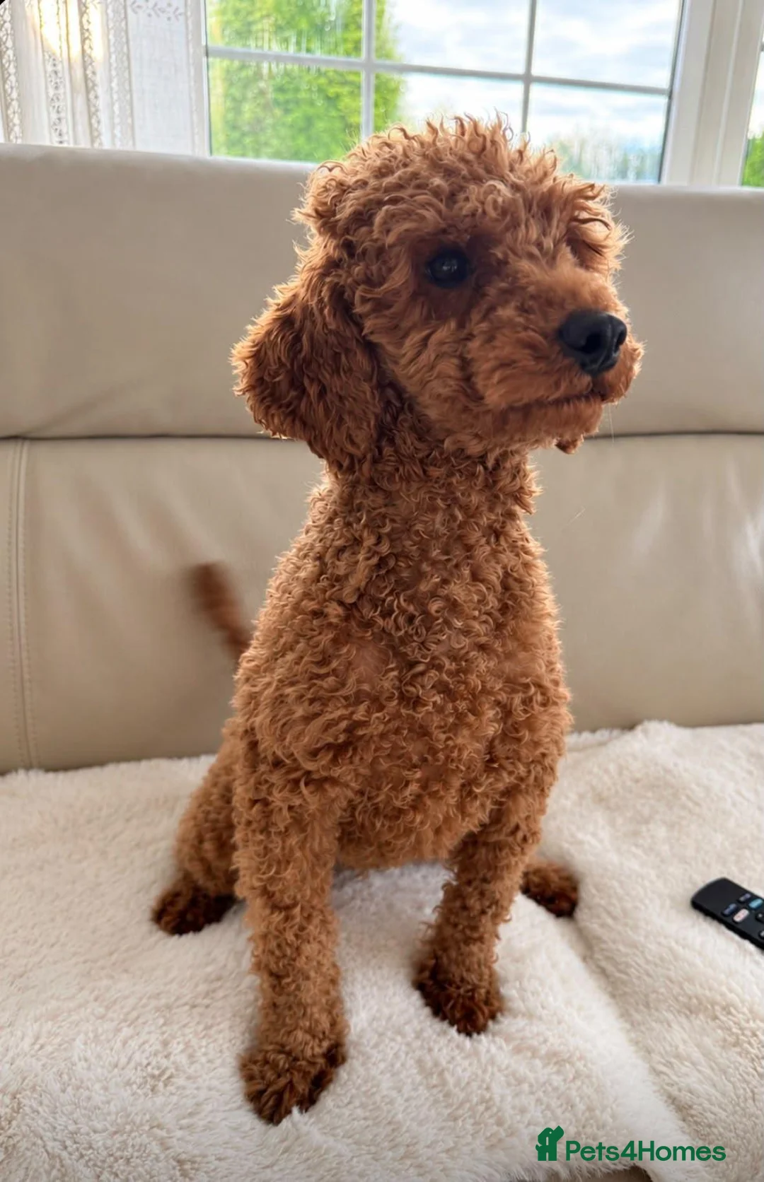 Cavapoo dogs for sale: Cavapoobabiesuk litter has arrived - Advert 12