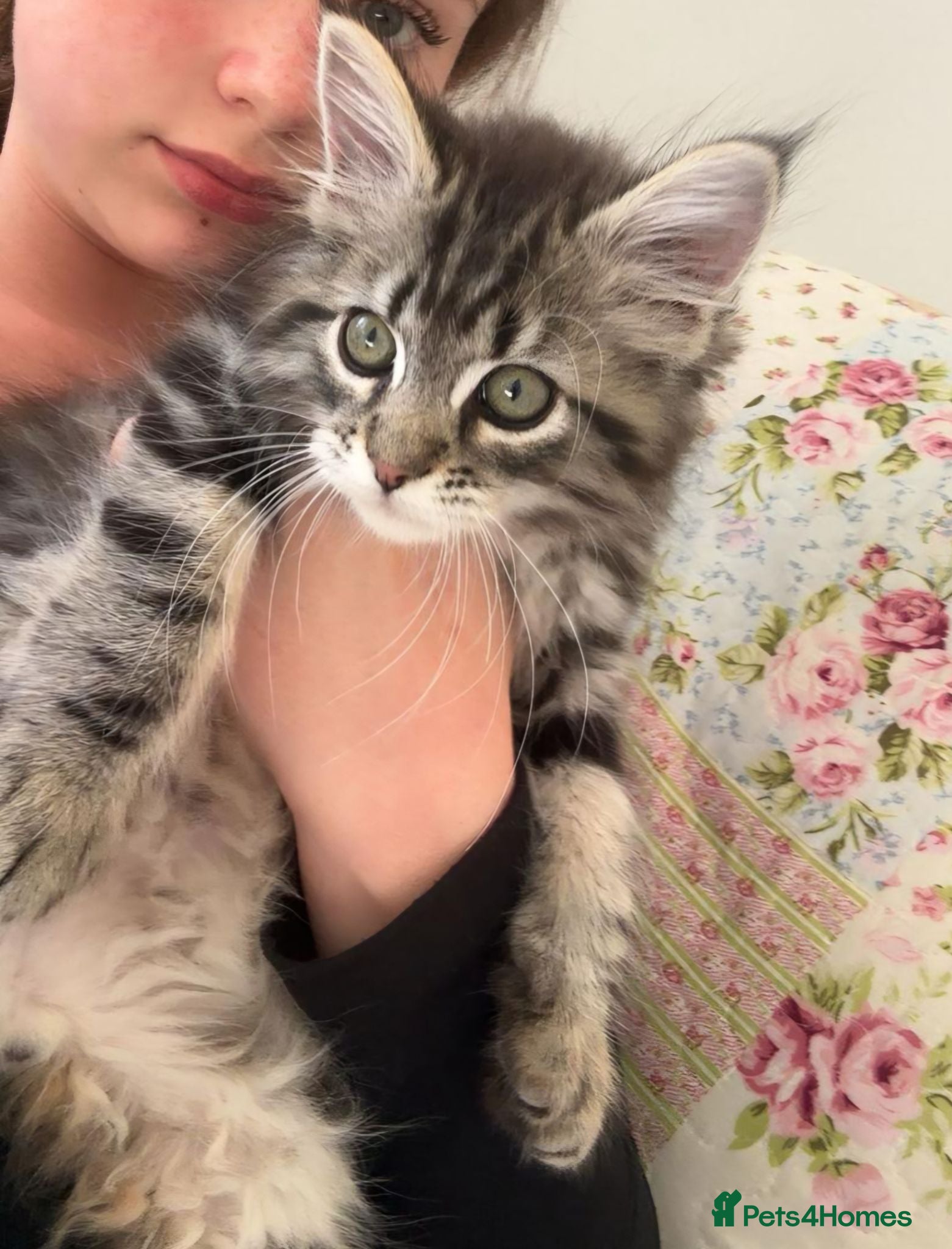 Mixed Breed cats Male Maine Coon x Norwegian Forest Kitten - Advert 11