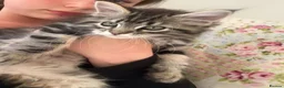 Mixed Breed cats for sale: Male Maine Coon x Norwegian Forest Kitten - Advert 1
