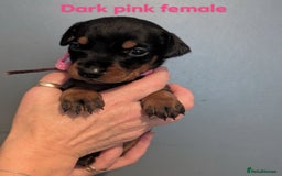 Dobermann dogs for sale: Top Quality Pedigree Dobermanns – Black & Tan - Advert 11