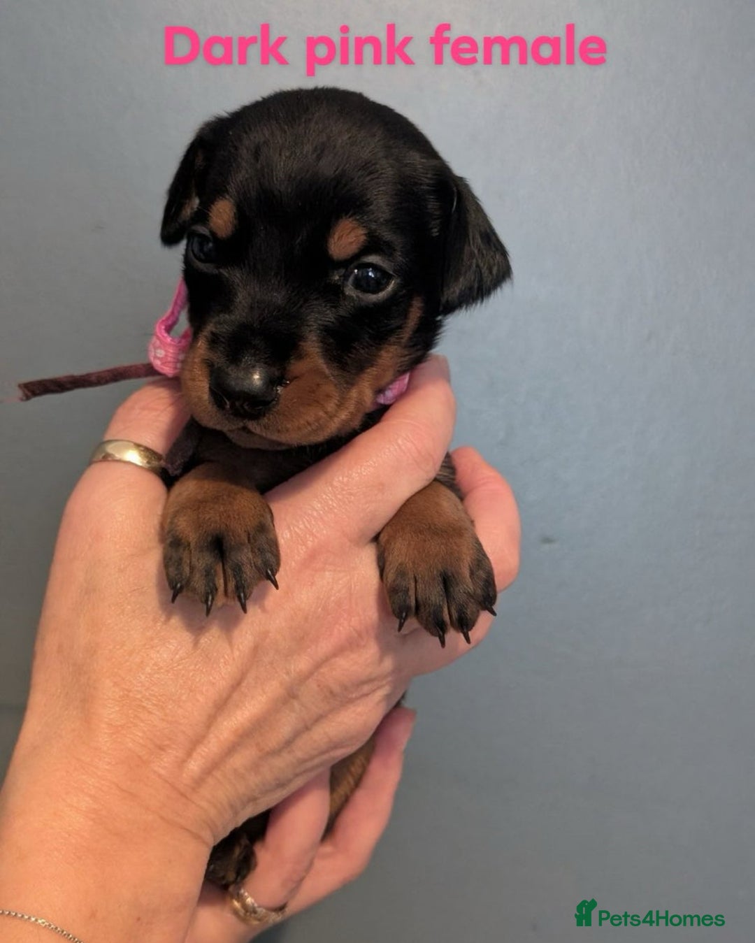 Dobermann dogs for sale: Top Quality Pedigree Dobermanns – Black & Tan - Advert 11