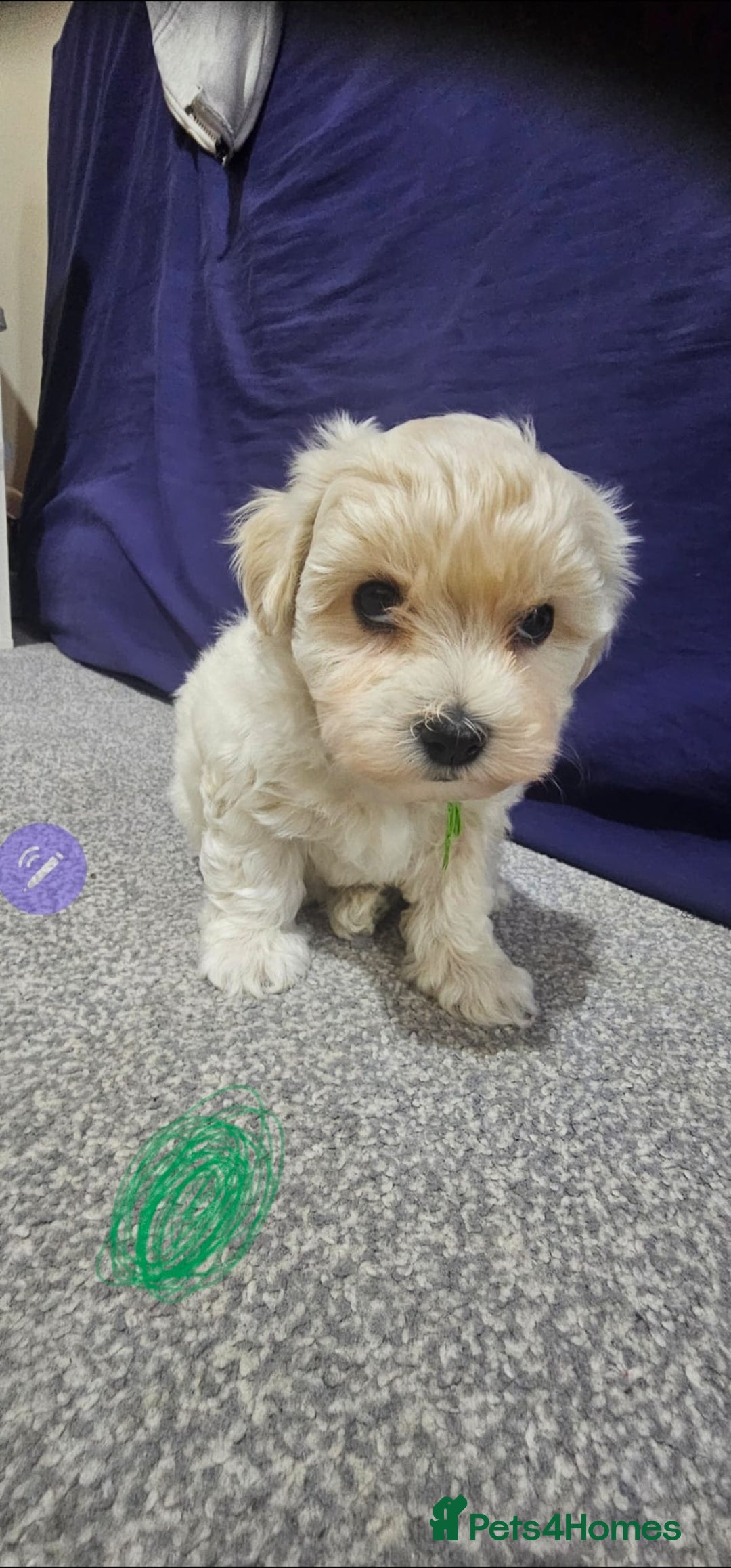 Maltese dogs for sale: Maltese puppies  - Advert 11