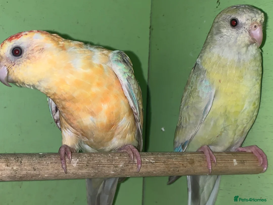 Parakeets birds for sale: Orange redrump parakeet abd yellow hen  - Advert 3