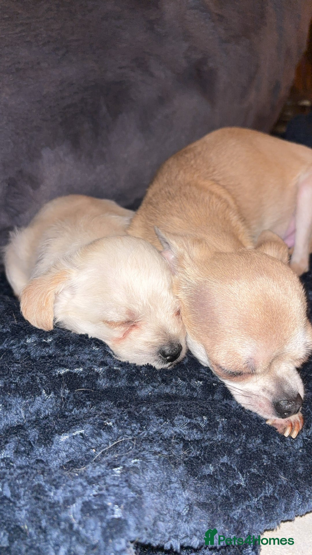 Chipoo dogs for sale: ChiPoo Puppies  - Advert 5