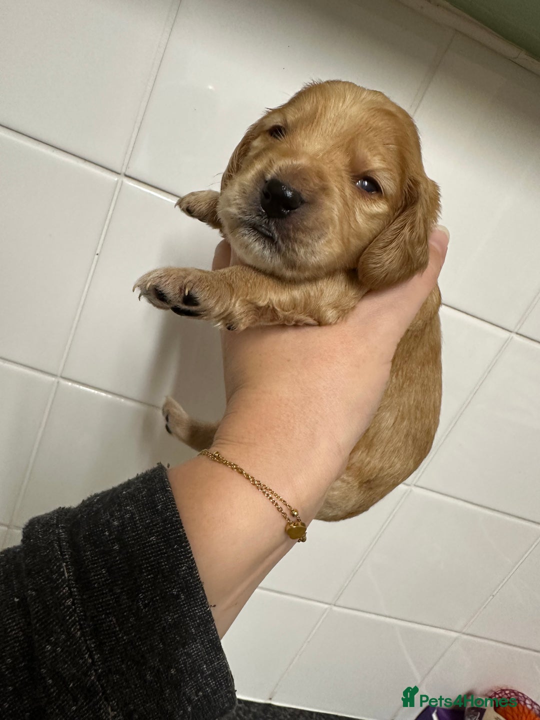 Cockapoo dogs for sale: Red & Apricot Cockapoo puppies  - Advert 32