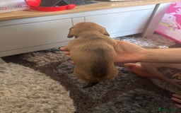 Mixed Breed dogs for sale: 4 Jack Russell cross Dachshund puppies - Image 12