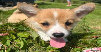 Welsh Corgi Pembroke dogs - Advert 12