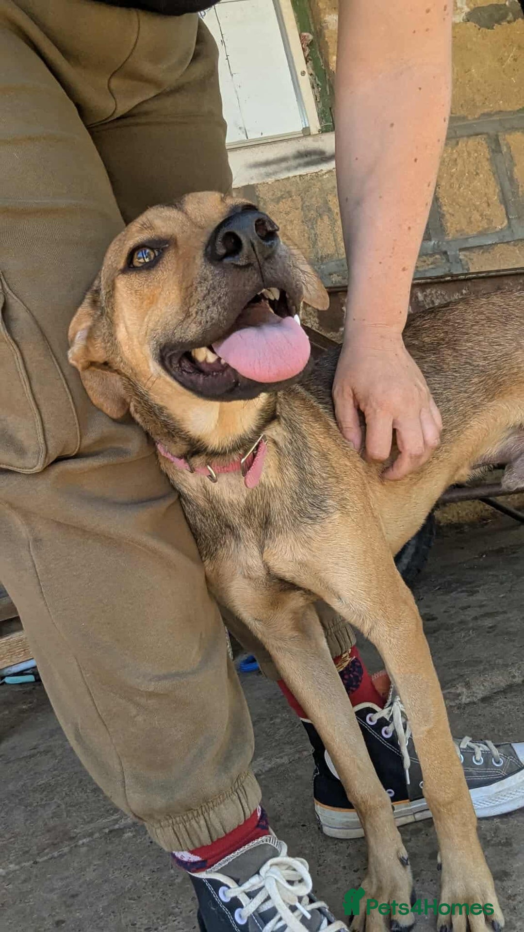 Mixed Breed dogs for adoption: Gandhi is looking for the best home for adoption - Image 8