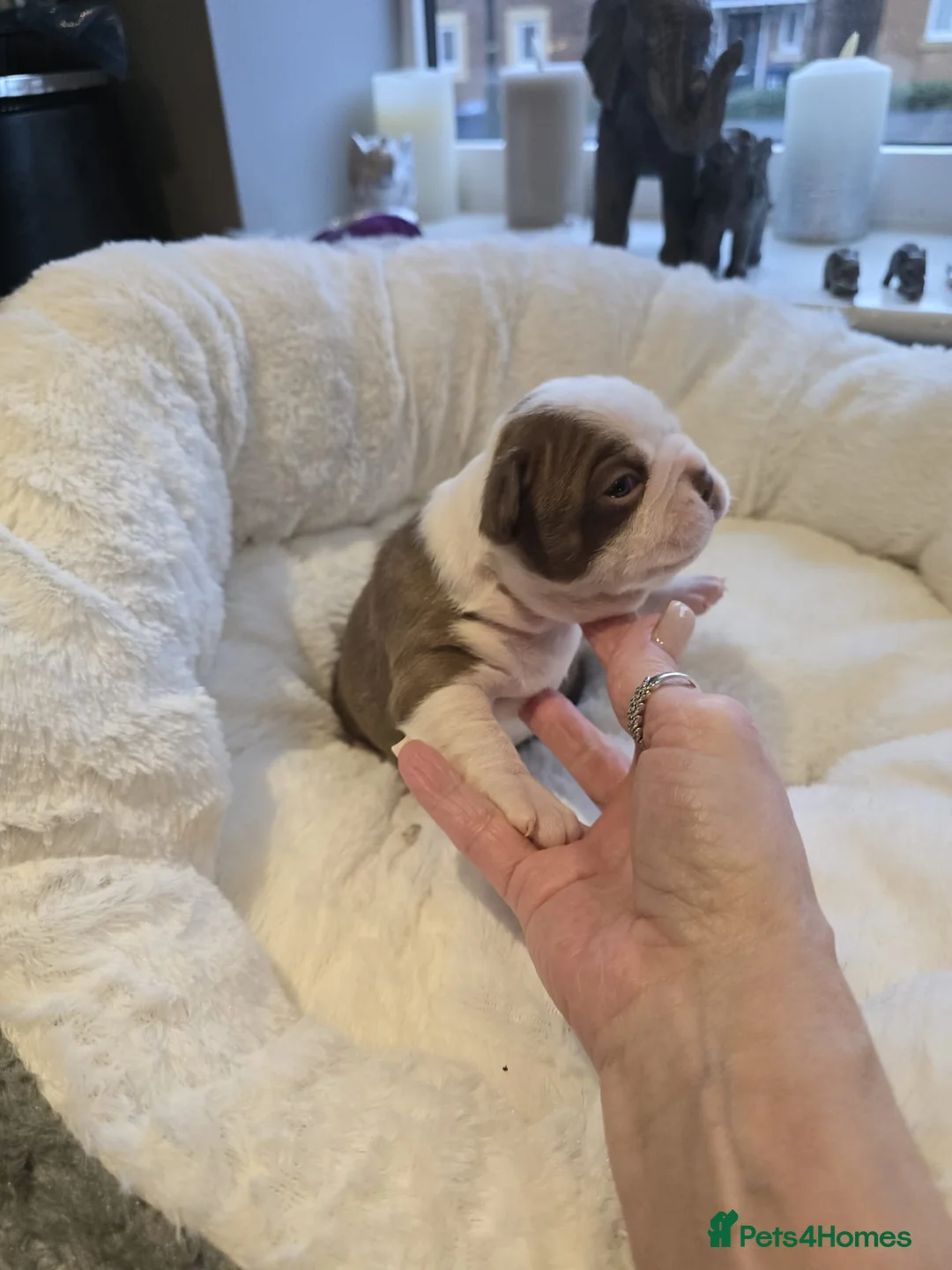 Boston Terrier dogs for sale: BEAUTIFUL BOSTON TERRIER PUPS  - Advert 15