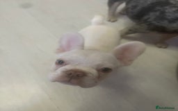 French Bulldog dogs for sale: french bulldog boy  - Advert 6