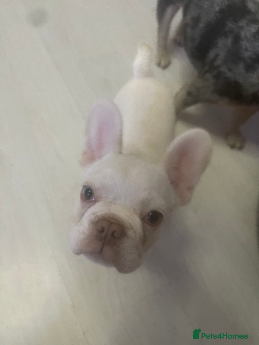 French Bulldog dogs for sale: french bulldog boy  - Advert 6