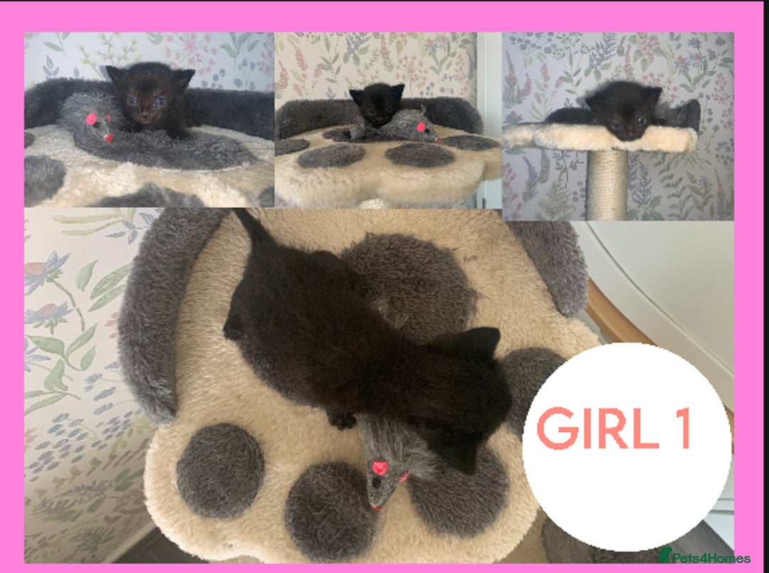 Mixed Breed cats for sale: Stunning kittens for sale  - Image 7